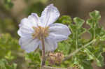 Sticky nightshade